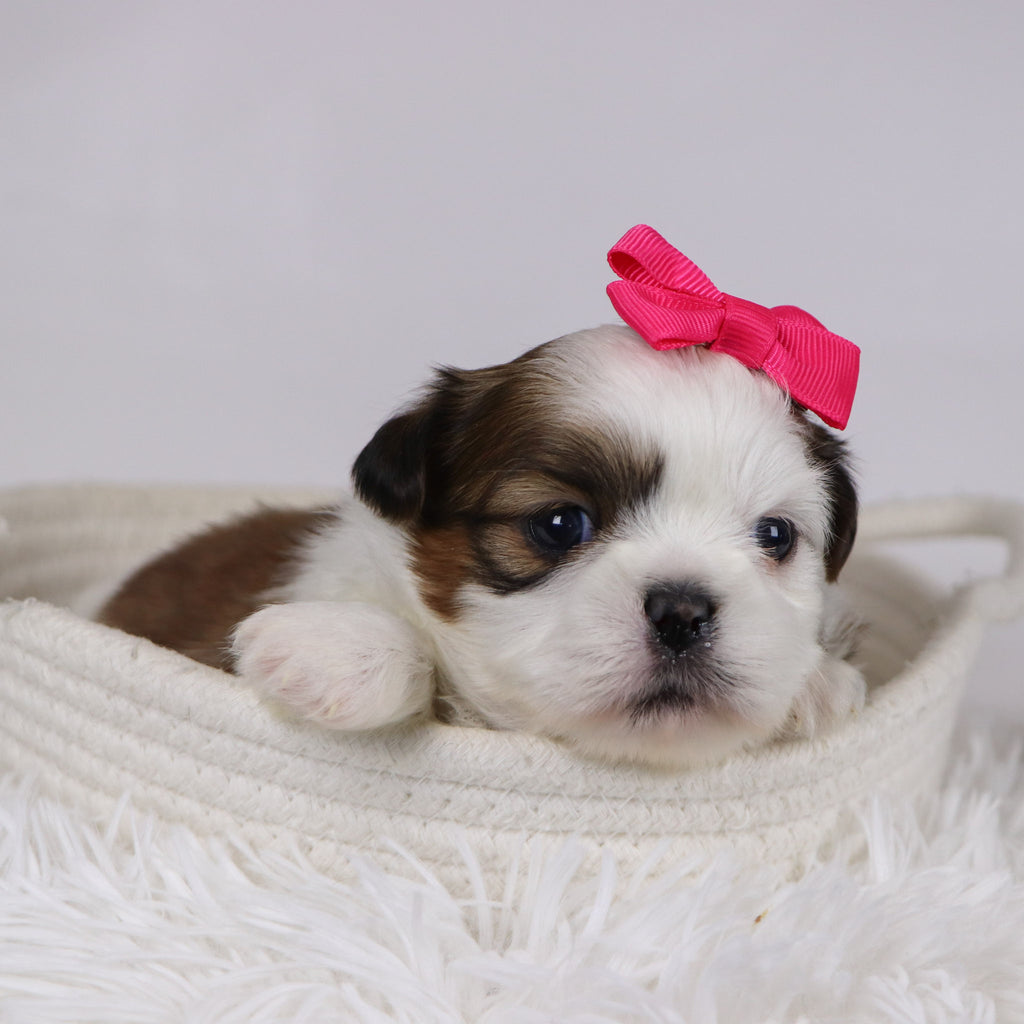 Irene - Available 12/17