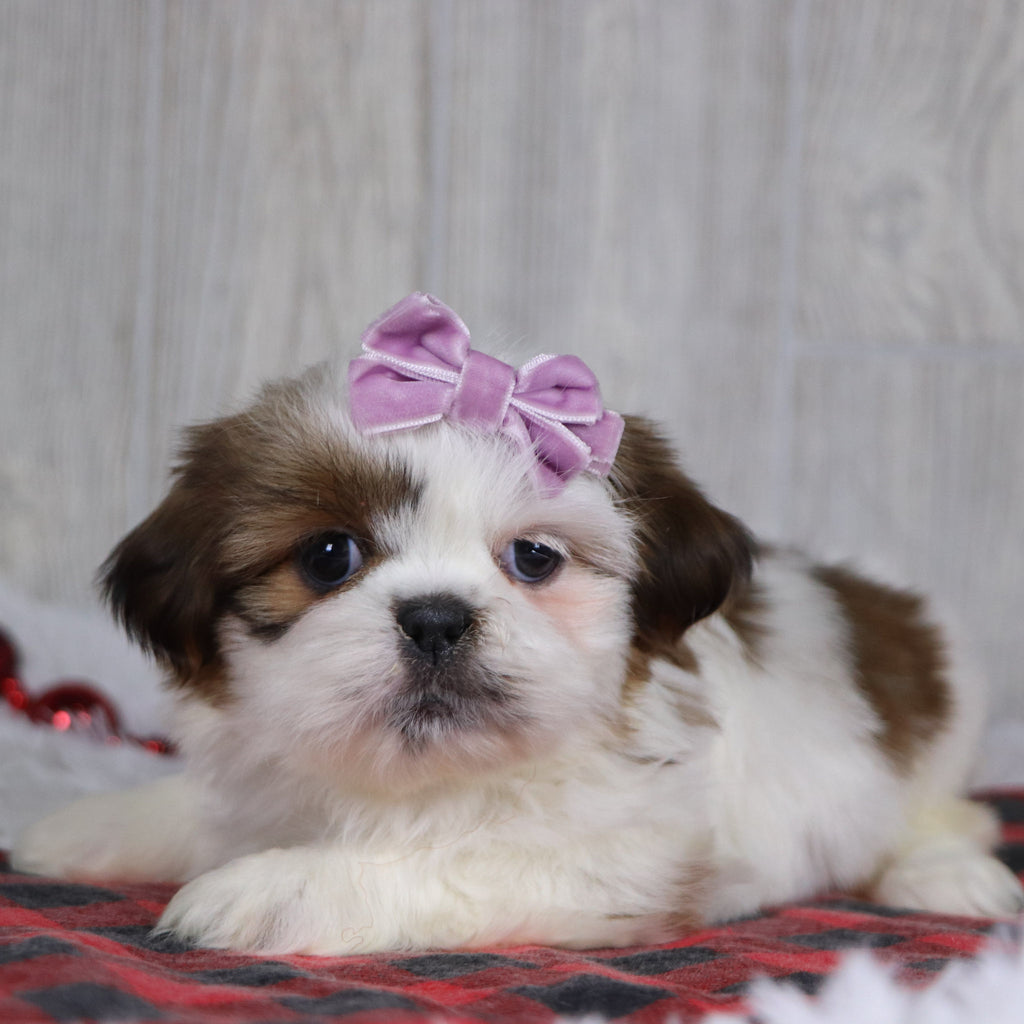 Irene - Available 12/17