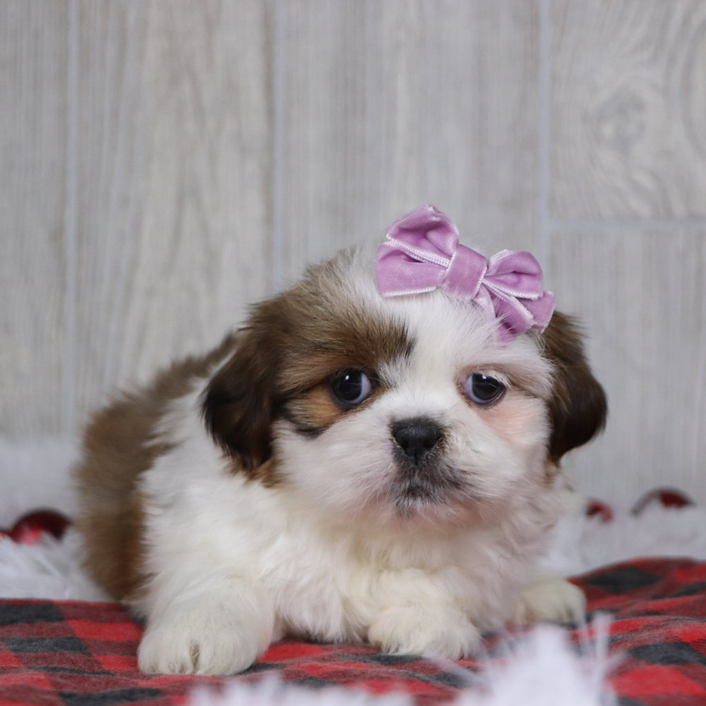 Irene - Available 12/17