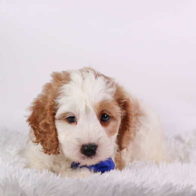 Irvin - Available 10/7