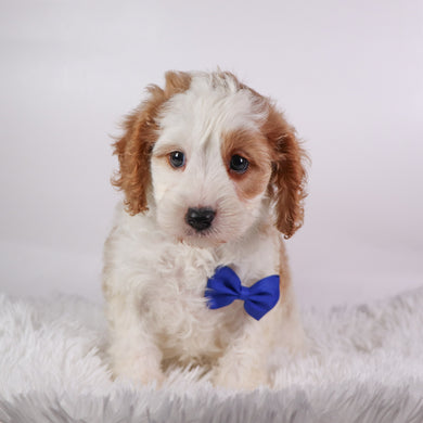 Irvin - Available 10/7