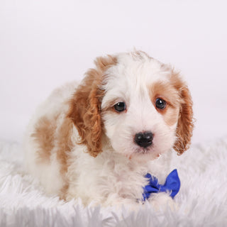 Irvin - Available 10/7