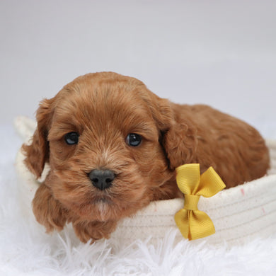 Irving - available 11/18