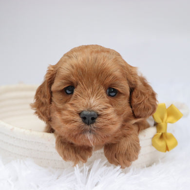 Irving - available 11/18