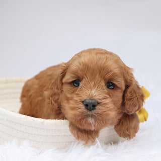 Irving - available 11/18