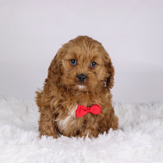 Irving - available 11/19