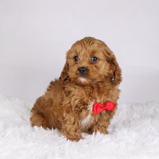 Irving - available 11/19