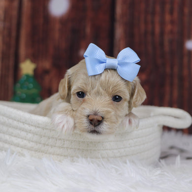 Isabella - Available 12/31