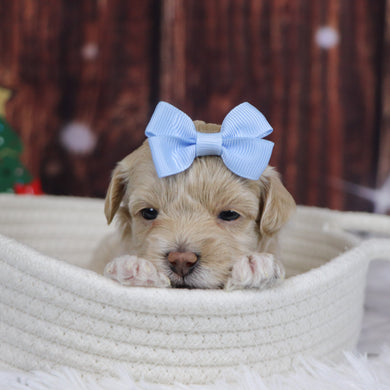 Isabella - Available 12/31