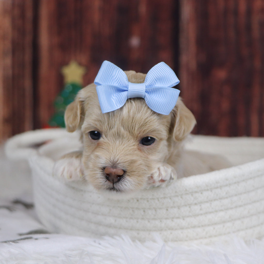 Isabella - Available 12/31