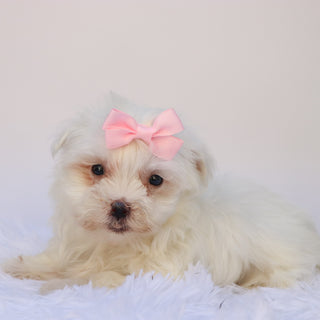Ivana - Available 9/17