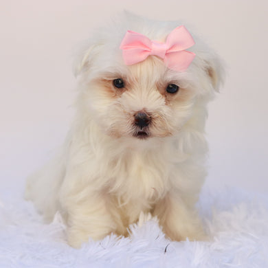 Ivana - Available 9/17