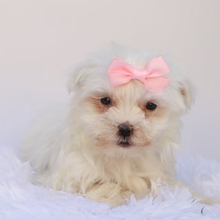 Ivana - Available 9/17