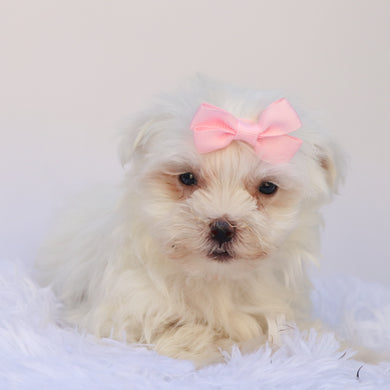 Ivana - Available 9/17