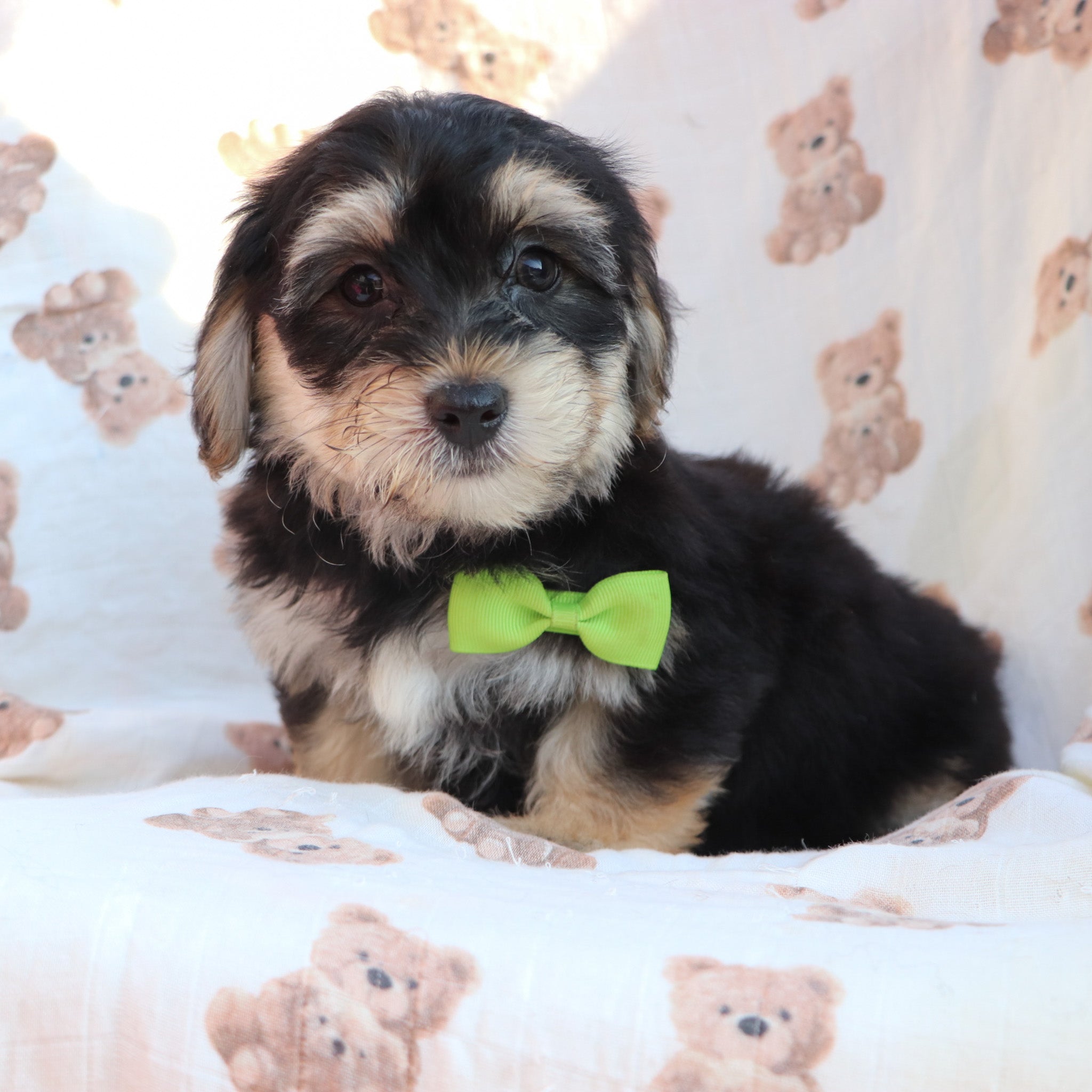 Puppies for sale in Oyster Bay, NY