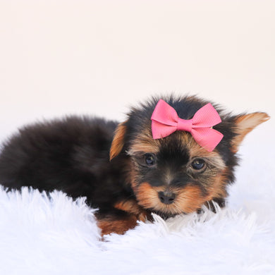 Ivie - Available 9/24