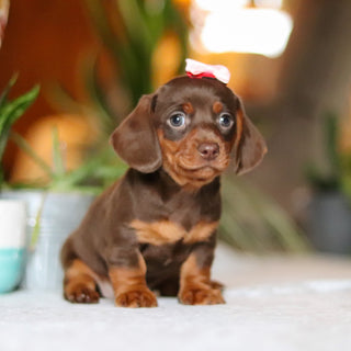 Izzy - Available 12/10