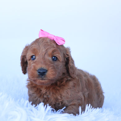 Jacey - Available 10/29