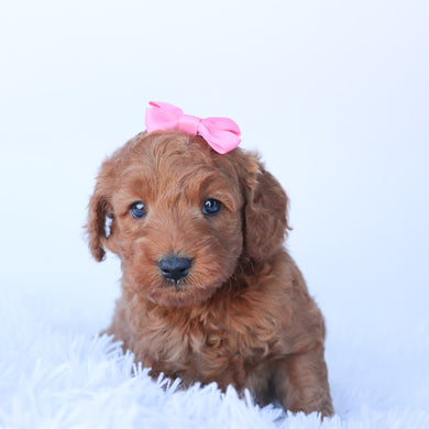 Jacey - Available 10/29