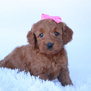 Jacey - Available 10/29