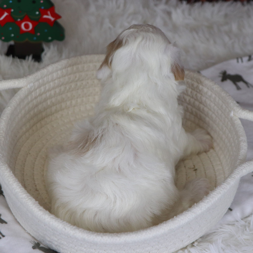 Jackie - Available 12/31