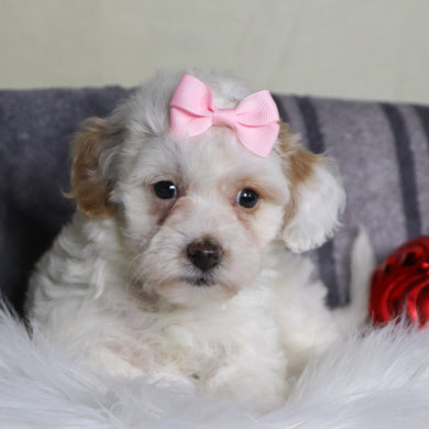 Jackie - Available 12/31