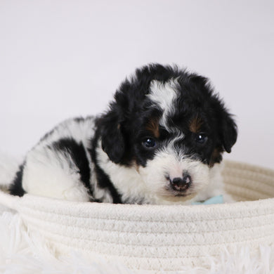 Jackson - Available 12/17