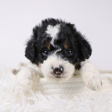 Jackson - Available 12/17