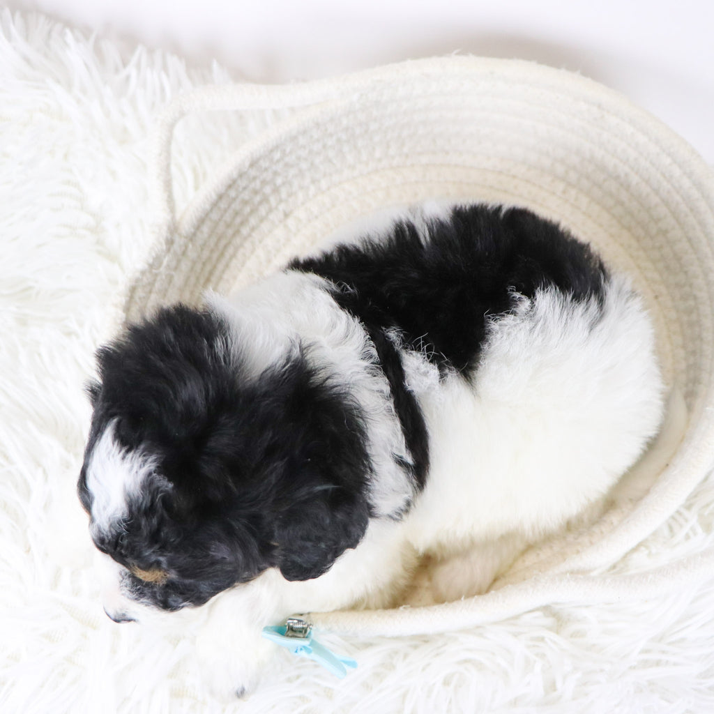 Jackson - Available 12/17