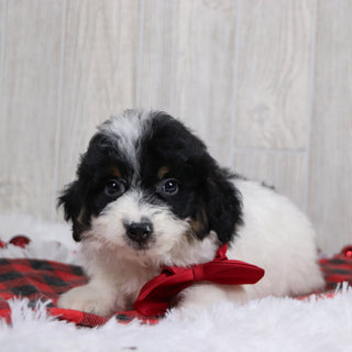 Jackson - Available 12/17