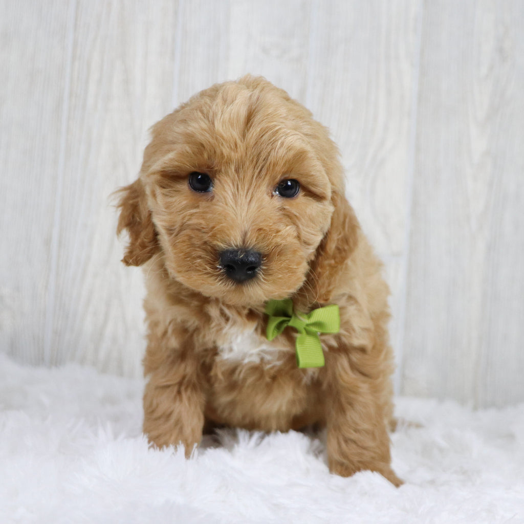 Jagger - Available 1/22