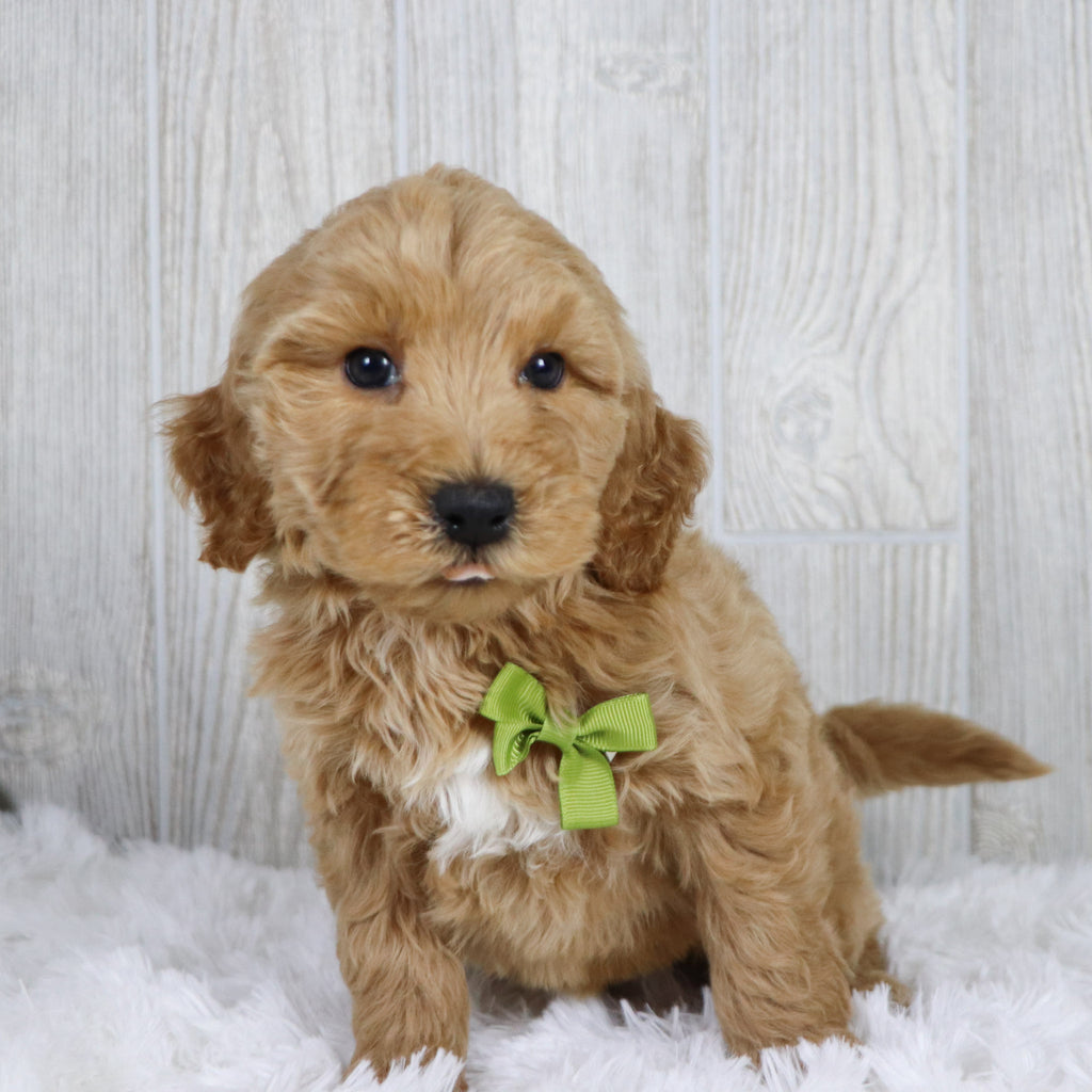 Jagger - Available 1/22