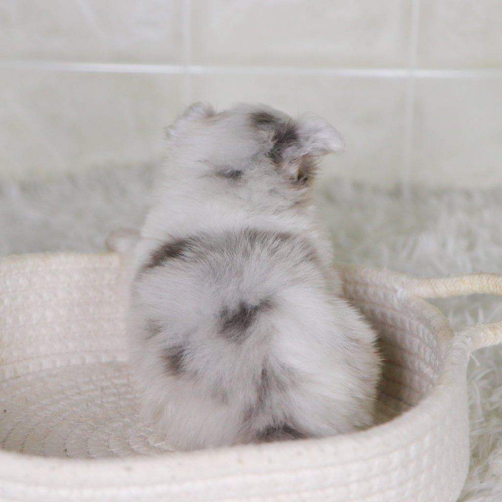 Jameston - Available 2/4