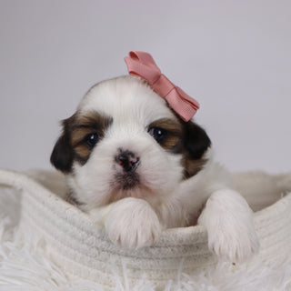 Jane - Available 12/17