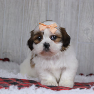 Jane - Available 12/17