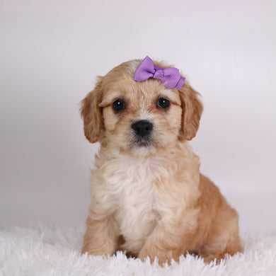 Jasmine - Available 10/7