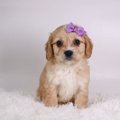 Jasmine - Available 10/7