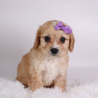 Jasmine - Available 10/7