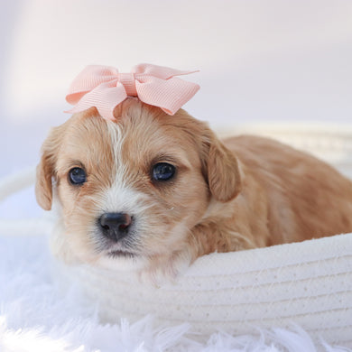 Jasmine - Available 10/7
