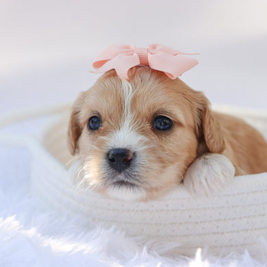Jasmine - Available 10/7