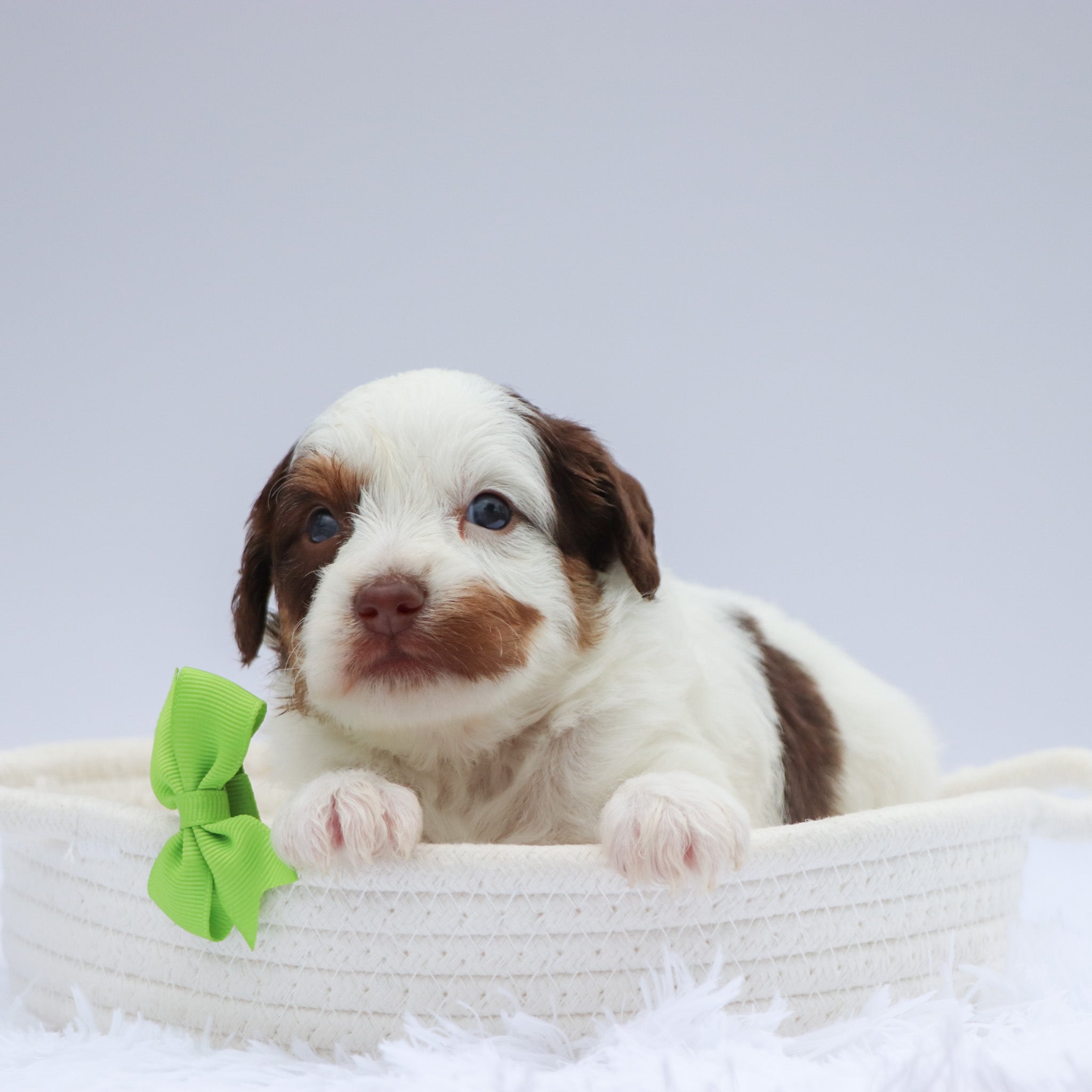 Puppies for Sale in Glendale