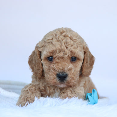 Jasper - Available 10/15