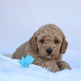Jasper - Available 10/15