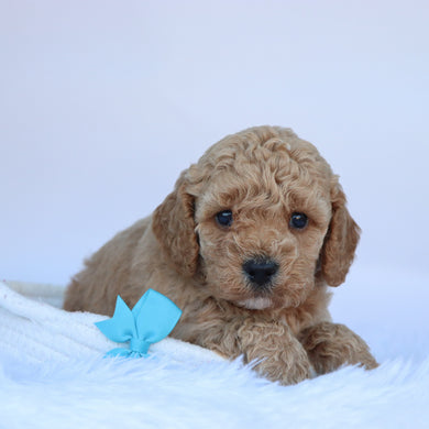 Jasper - Available 10/15