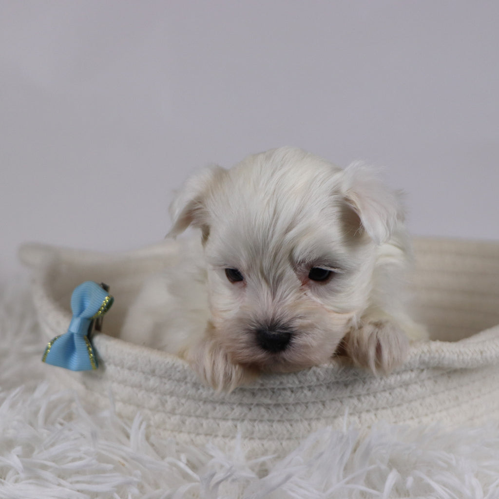 Jasper - Available 12/17