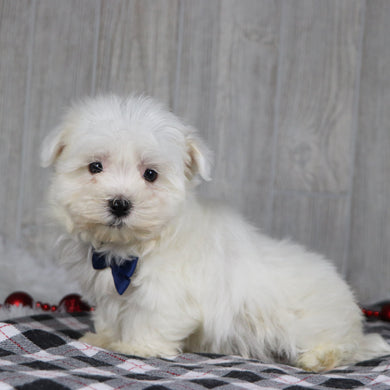 Jasper - Available 12/17