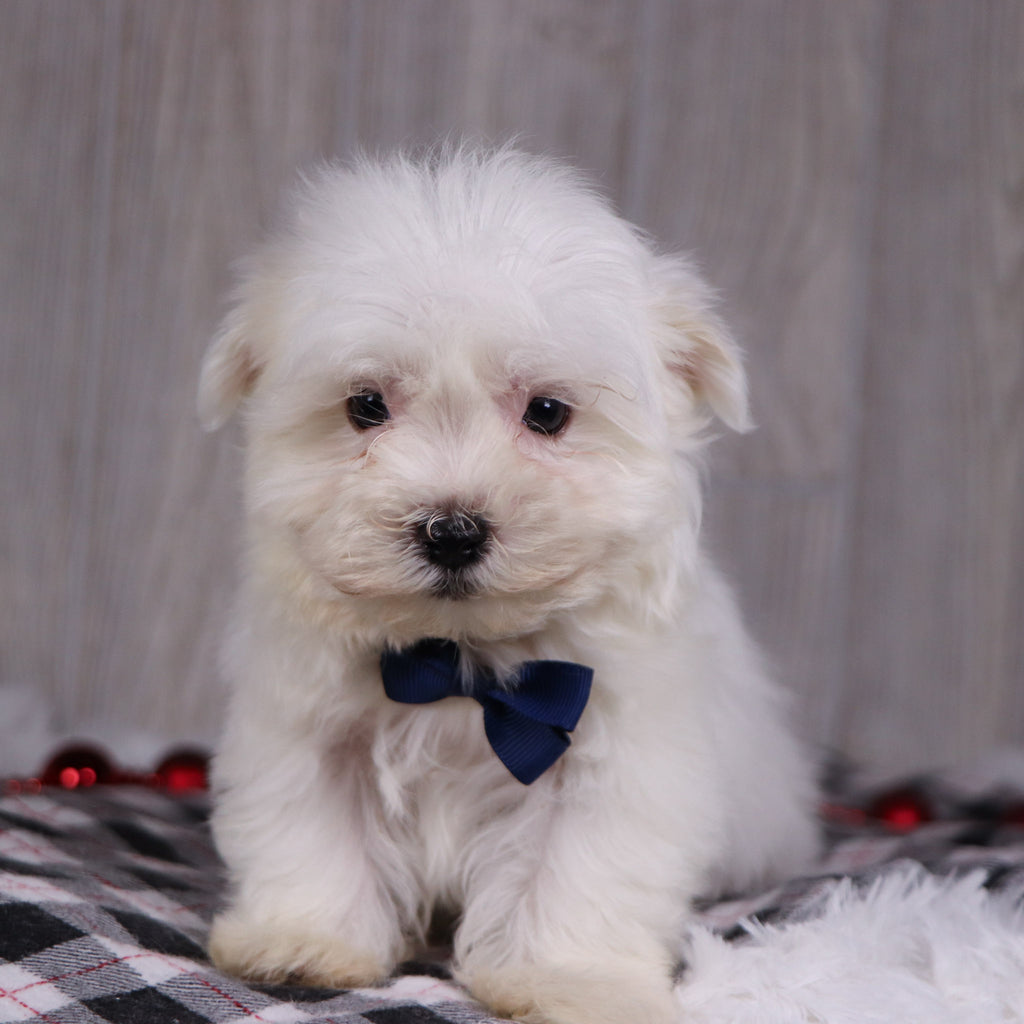 Jasper - Available 12/17