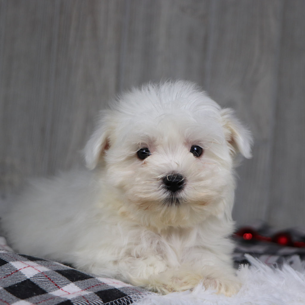 Jasper - Available 12/17