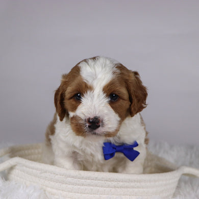 Jazz - available 12/2