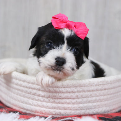 Jean - Available 12/31